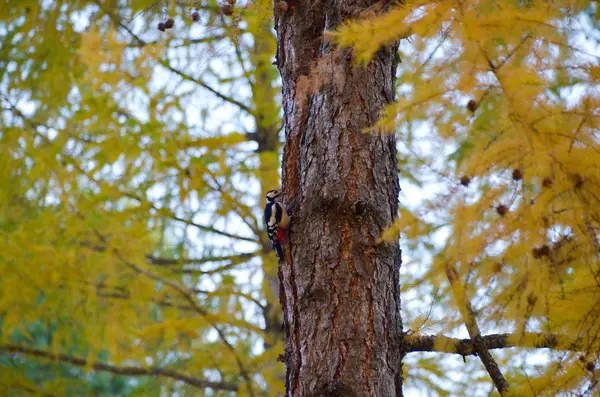 Un gran pájaro carpintero moteado macho (Dendrocopos major) entre el follaje dorado en el bosque de otoño — Foto de Stock