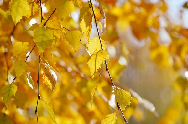 Magia amarelo bétula folhas brilhar no outono manhã, dourado natural floresta fundo — Fotografia de Stock