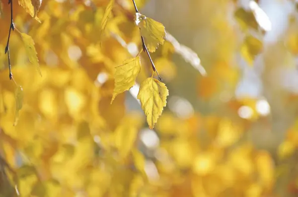 Gouden berk verlaat glans in de stralen van de zon in de ochtend van de herfst bos — Stockfoto