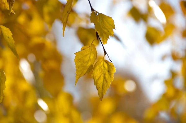Herfst, gekleurde berk verlaat glans in de zonnige ochtend — Stockfoto