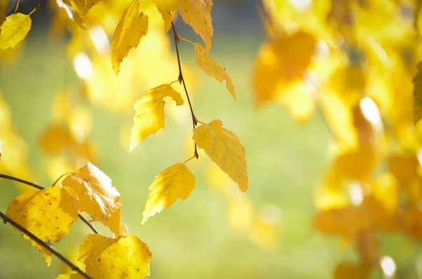 De gouden koorts van aard. Heldere gele bladeren van berk glans in herfst ochtend — Stockfoto