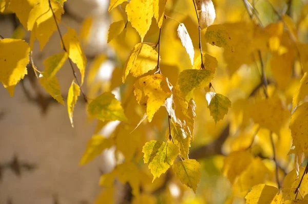 Heldere Yearling verlaat glans in de herfstzon — Stockfoto