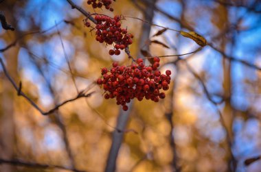 Bir sonbahar sabahı mavi gökyüzü arka plan üzerinde dağ kül parlak fırça