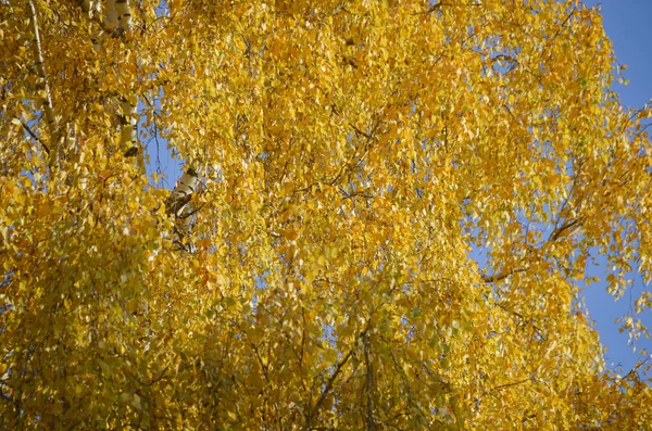 Heldere gouden berk vlechten op blauwe hemelachtergrond, Yearling gebladerte in de herfst — Stockfoto