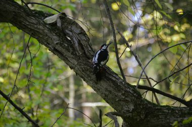 Şirin ağaçkakan sonbahar ormanda yiyecek arıyor