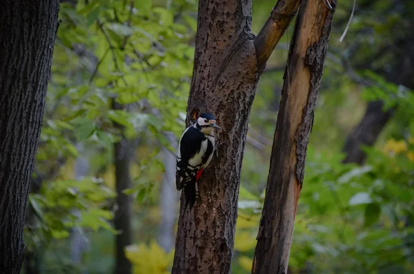 Gran pájaro carpintero manchado buscando comida en el bosque de otoño — Foto de Stock