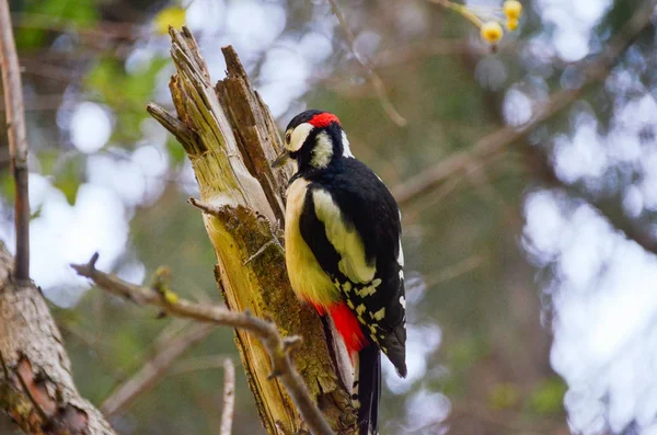 Bela pica-pau sentado na árvore na floresta de outono perto — Fotografia de Stock