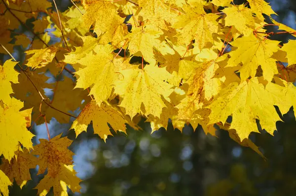 Heldere gele esdoorn bladeren in de herfst bos — Stockfoto