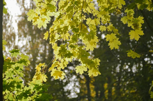 Herbst-Ahornblätter in der Sonne im Park — Stockfoto