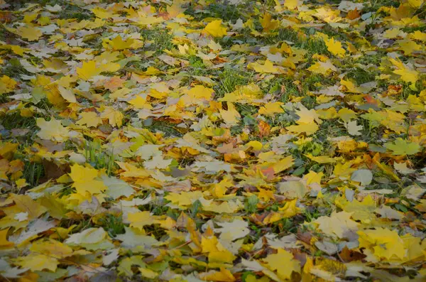 Зелена трава яскраво-жовтого осіннього листя — стокове фото