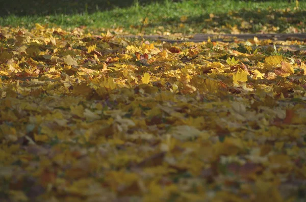 Яскрава осіння депіляція, жовте опале листя в ранковому лісі — стокове фото