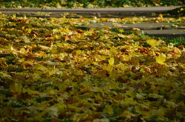 Folhas de bordo amarelas no chão na floresta de outono — Fotografia de Stock
