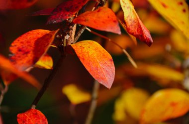 Güneşli sabah parkta bir dalı parlak bush ile sonbahar kırmızı yaprakları