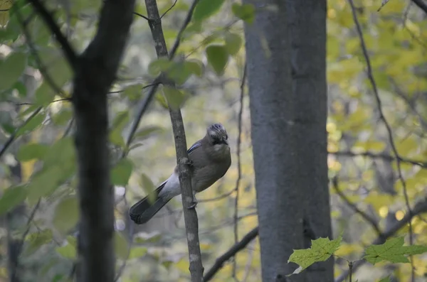 Hojas de bosque otoñal con hermoso pájaro. Retrato de cerca de jay brillante — Foto de Stock