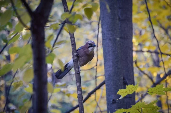 Jay brilhante no ramo entre folhas amarelas na floresta de outono — Fotografia de Stock