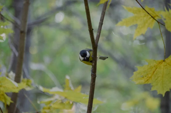 Brilhante pequeno titmouse sentado no ramo na floresta de outono e olhando curiosamente — Fotografia de Stock