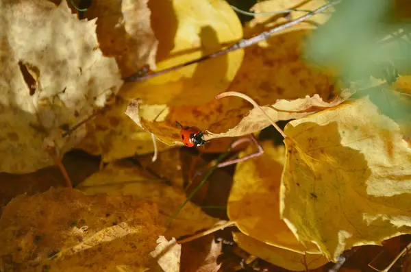 Krásné červené berušky mezi suché žluté listy v lese podzimní ráno — Stock fotografie