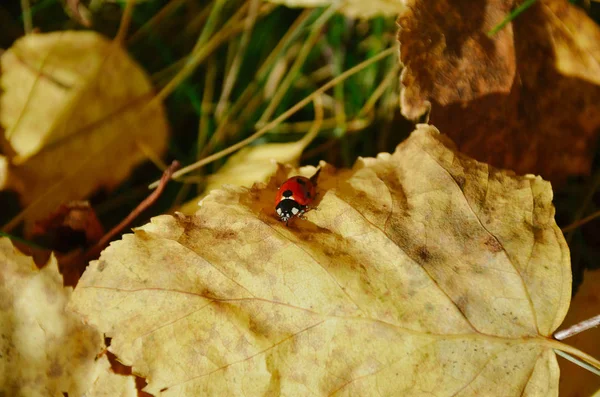 Nyckelpiga på de gula löv på hösten. Insekt i den vilda naturen i höst morgon — Stockfoto