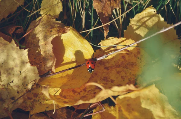 Zářivě červená Beruška na žluté podzimní listy pozadí — Stock fotografie
