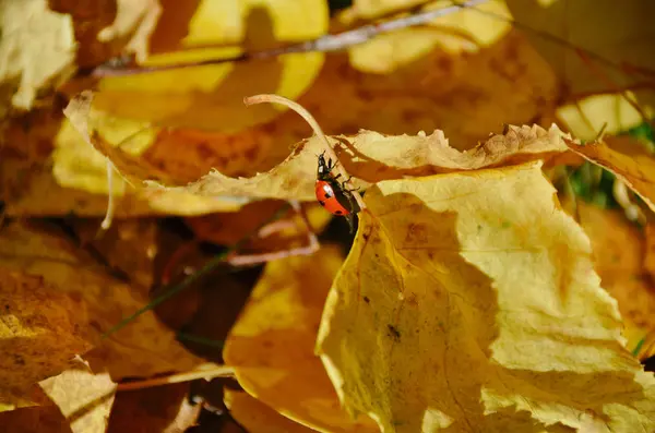 Zářivě červená Beruška na suché žluté listy v parku podzimní ráno — Stock fotografie