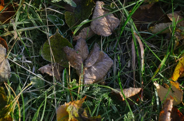 Hojas de otoño en la hierba verde con escarcha en la soleada madrugada —  Fotos de Stock