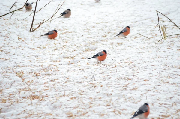 Jasne bullfinches Euroazjatyckiej na białym śniegu w zimie — Zdjęcie stockowe