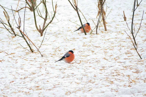 Ziemi kilka bullfinches jasne czerwone ptaki na śniegu w zimie — Zdjęcie stockowe