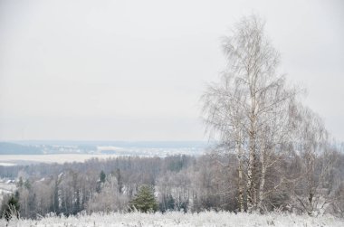 Soğuk sabah kış orman kenarında kar altında ince huş ağacı