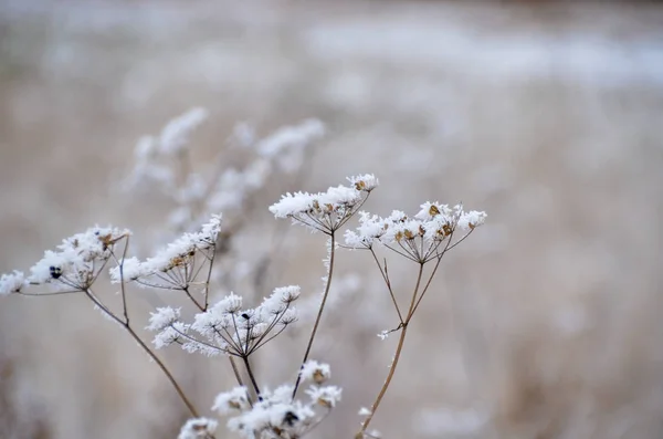 Sihirli Güzel Kış Çiçekleri Hoarfrost Soğuk Sabah Altında — Stok fotoğraf