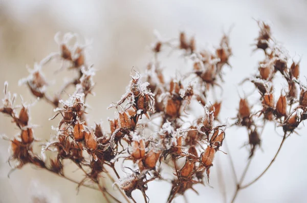 魔法の冬の朝の霜で覆われている小さな美しいバラの花 — ストック写真