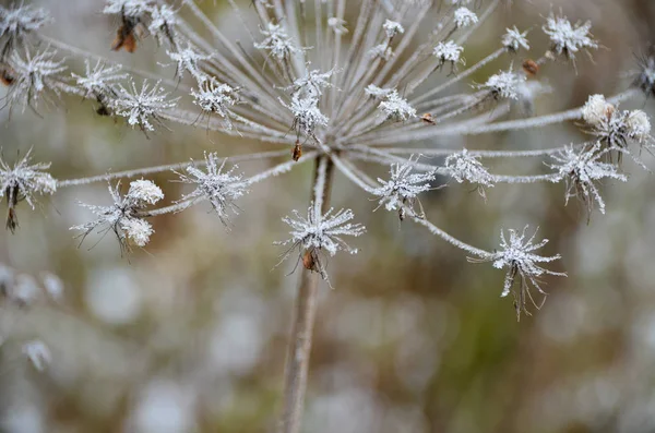 美丽的 Inflorence Frosen 花在美妙的冬天 — 图库照片