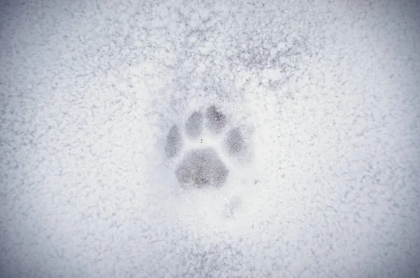 Small animal (sable) footprint on clean white snow in winter forest