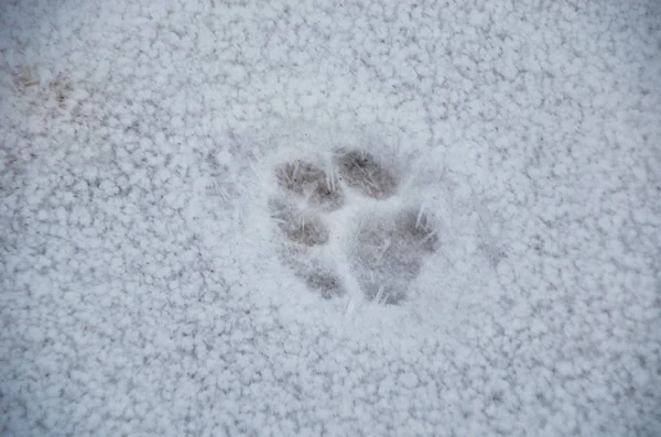 Small animal footprint on white fresh snow in winter