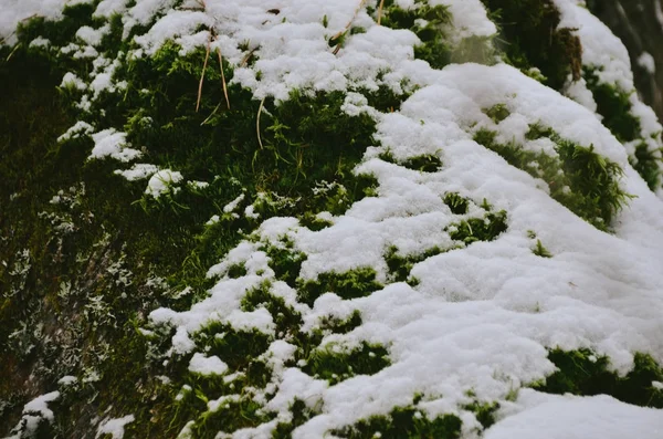 Světle Zeleným Mechem Strom Pod Sněhem Zimě Borový Les — Stock fotografie