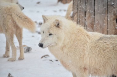 Karlı kış ormanda beyaz karton güzel lideri wolfs
