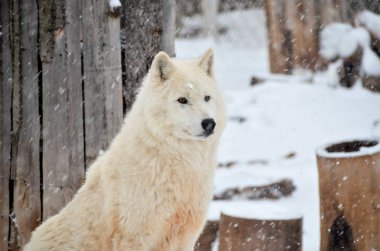 Güzel beyaz kurt portre kış ormanda kar yağışı altında