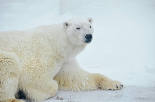 Large polar bear lies on snow in winter scope