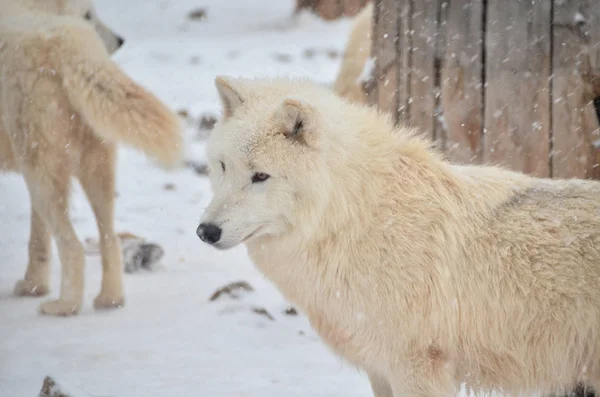 Beautiful leader of pack of white wolfs in snowy winter forest