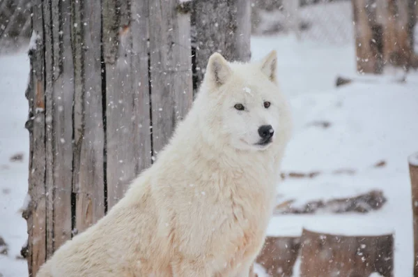 明るい冬の森で降雪下で誇りに思って白い狼の肖像画 — ストック写真