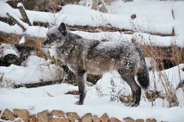 Jovem Lobo Negro Prepara Para Caçar Sob Nevasca Floresta Inverno — Fotografia de Stock