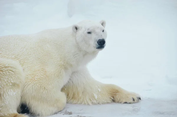 Large Polar Bear Lies Snow Winter Scope Stock Picture