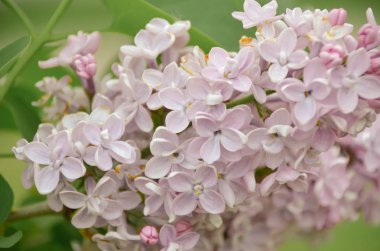 Parlak yeşil arka plan bahar bahçe üzerinde taze leylak çiçekler