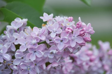 İhale Eflatun çiçekler bahar sabah bahçede