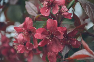 Bahar bahçe içinde derin bordo çiçek cazibesi