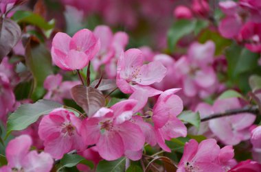 Çiçeği ağaç bahar bahçe parlak pembe çiçekli