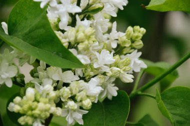 Parlak bahar bahçe parlak beyaz leylak çiçeklenir