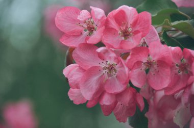 İhale pembe kuşburnu çiçekler bahar bahçe parlak Bush