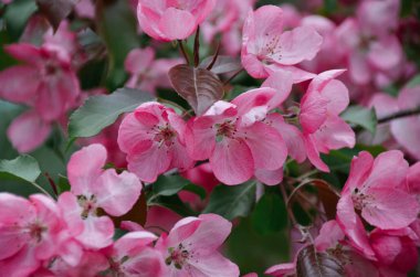 Pembe sakura çiçeği parlak bahar bahçe