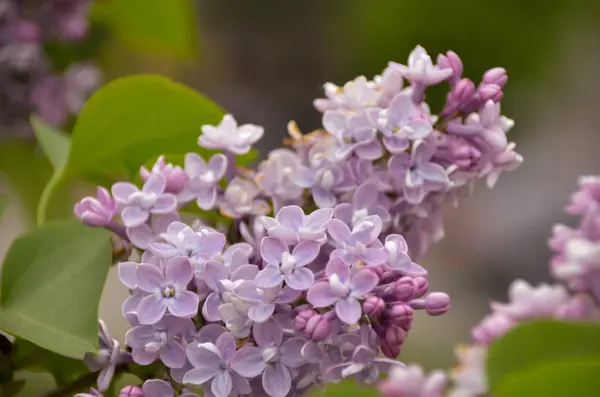 Bright Lilac Blooming Branch Spring Morning Garden — Stock Photo, Image