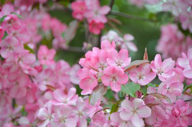 İhale pembe elma çiçeği Çiçek Bahçe bahar